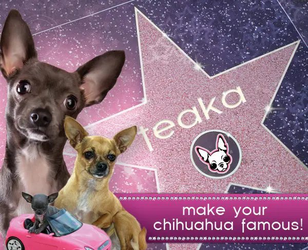 Send Us Your Chihuahua Picture and We'll Make Them Famous! Submit Your Chihuahua and Make Them Famous!