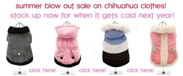 blow out sale on chihuahua clothes! click here! sale on chihuahua clothes