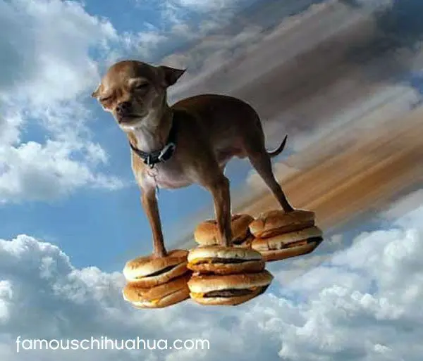 super hamburger chihuahua
