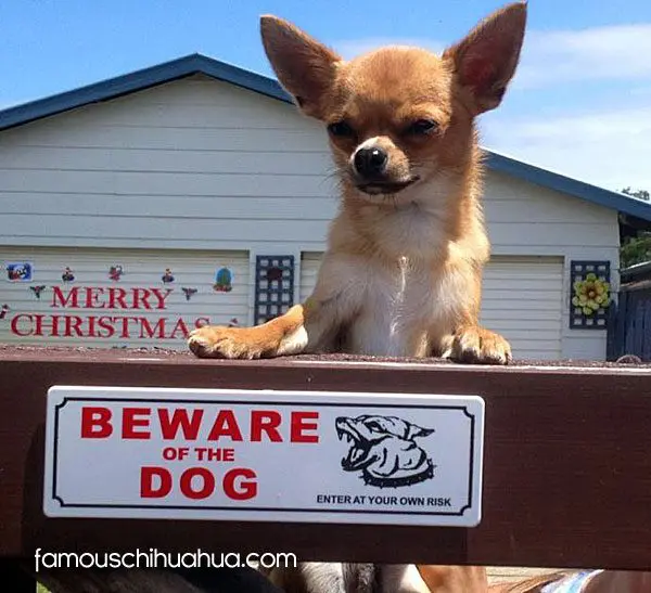 taco famous chihuahua