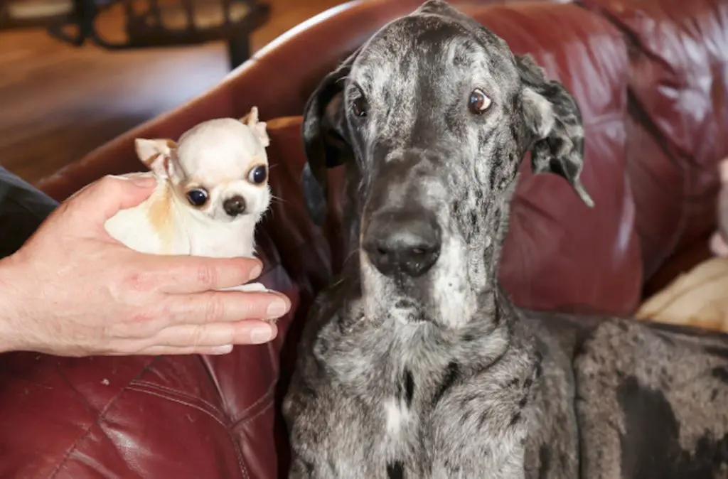 smallest dog meets tallest dog in the world