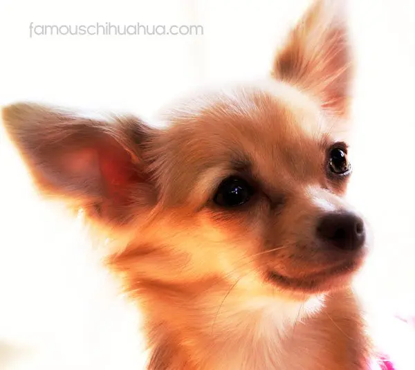 tasha famous chihuahua