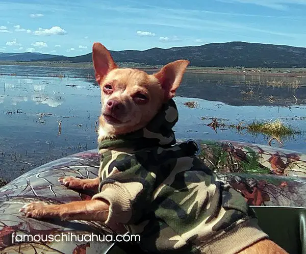 tazz famous chihuahua