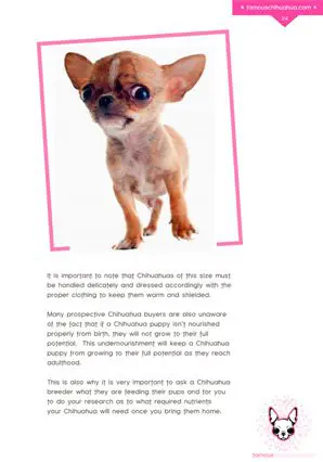 teacup chihuahua