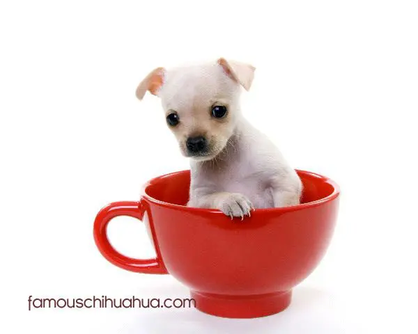 teacup chihuahua puppy