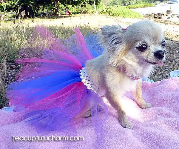 teacup tutu charm