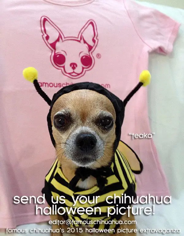 teaka chihauhua bumblebee