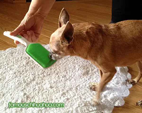 teaka chihuahua orapup