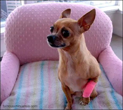 teaka chihuahua shivering