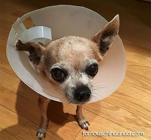 teaka elderly senior chihuahua