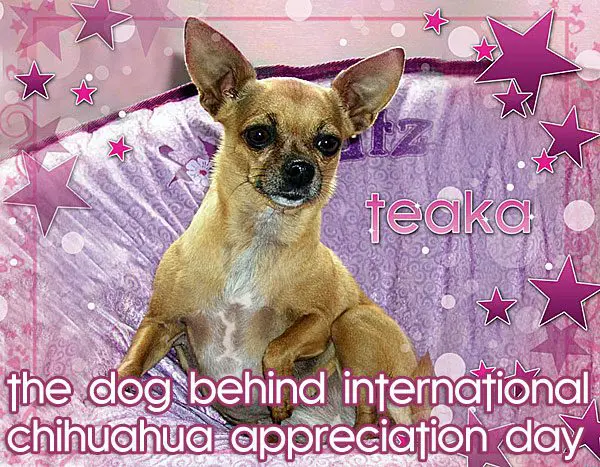 teaka dog behind international chihuahua appreciation day