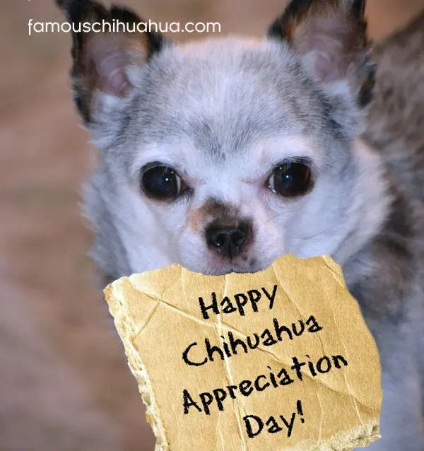 teddy appreciation day