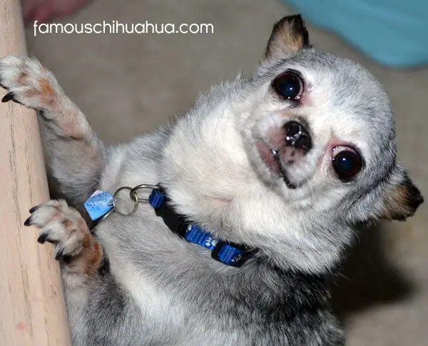 teddy famouschihuahua