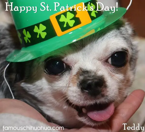 teddy stpatricks chihuahua