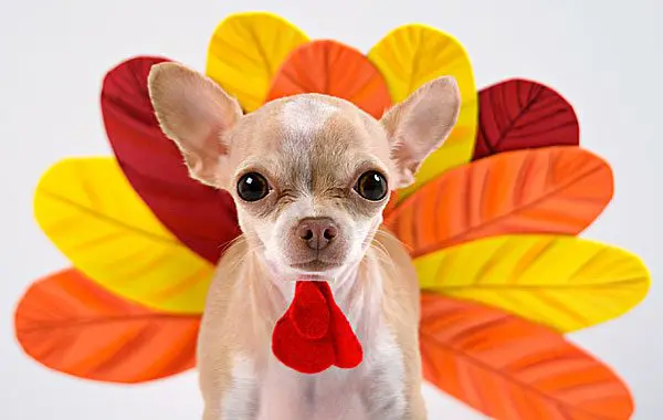 thanksgiving chihuahua turkey
