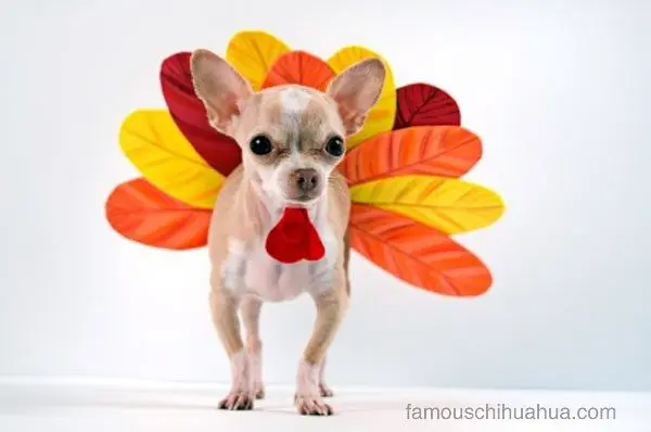 thanksgiving chihuahua