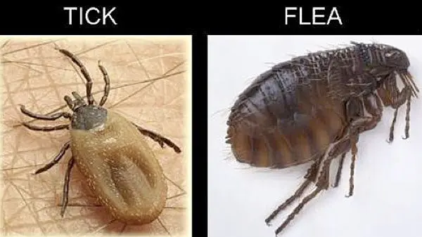tick flea