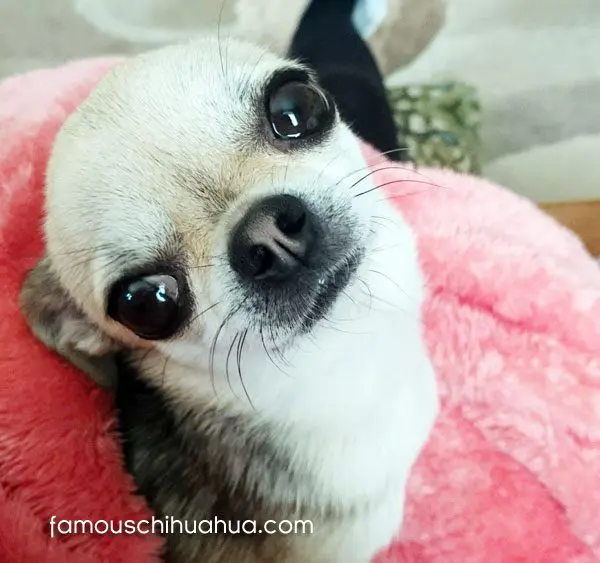 tilly famous chihuahua