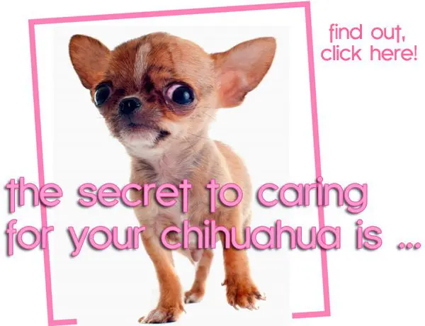the secret to caring for your chihuahua is ... click here to find out! chihuahua health care tips