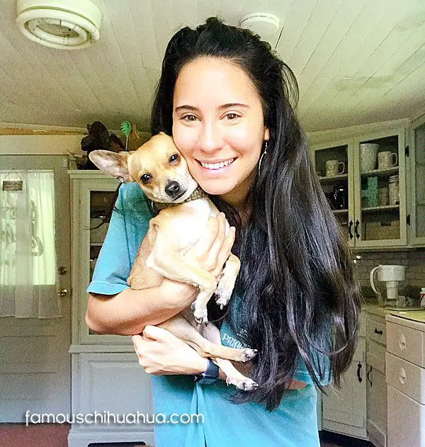 tito famous chihuahua