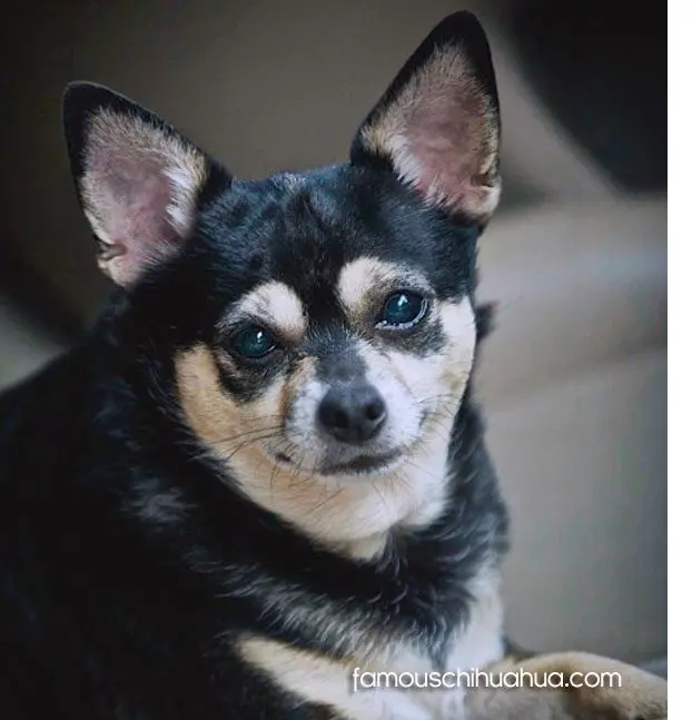 tori chihuahua famous