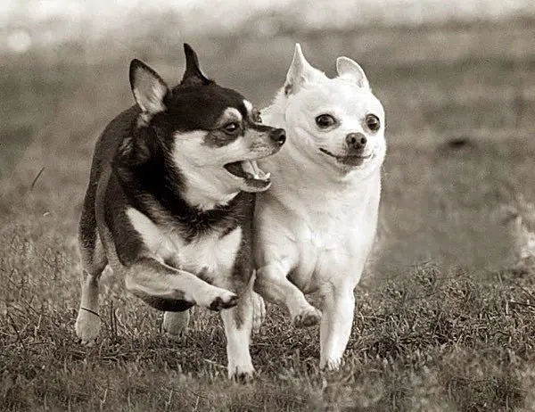 tori hoppi chihuahuas