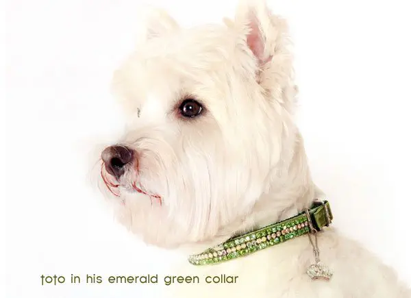 toto emerald collar