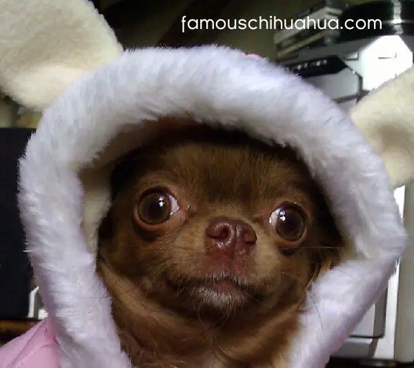 twinkle easterchihuahua1