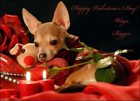 valentines chihuahua biggie