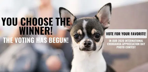 vote chihuahua contest