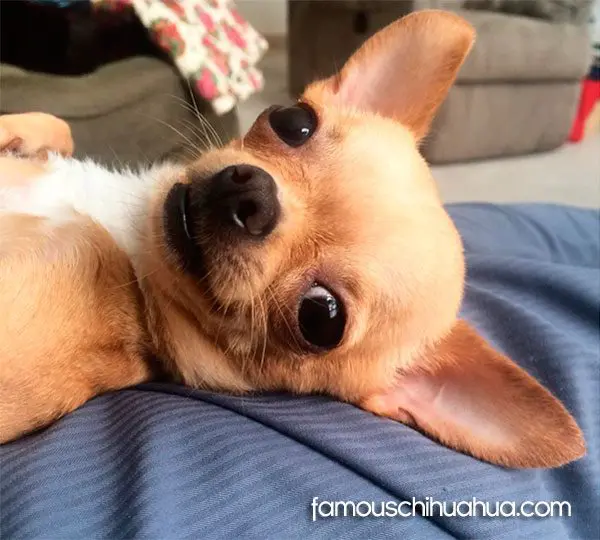 wheels famous chihuahua