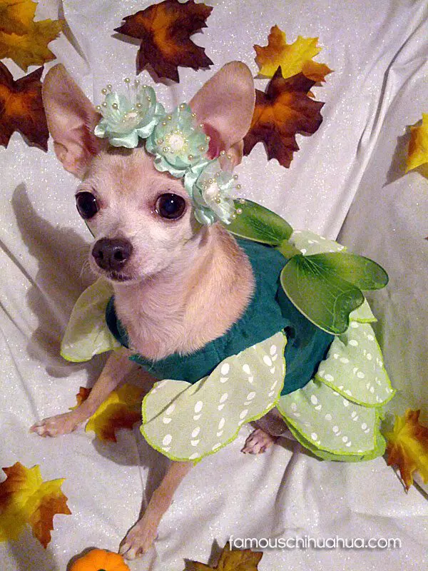 white chihuahua fairy