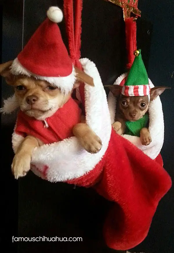 xmas stocking chihuahuas