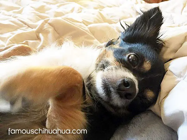 zoey famous chihuahua