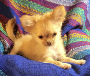 Cinnamon as a pup