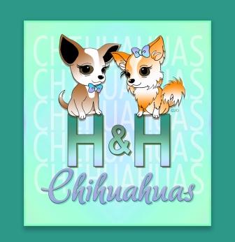 H&H Chihuahuas